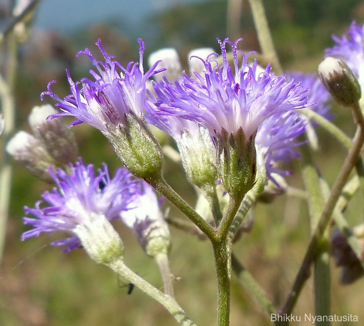 Gymnanthemum